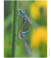 /album/fotogalerie-vazky/a1par-jpg/