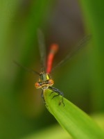 /album/fotogalerie-vazky/webka7-jpg/